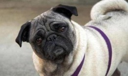 巴哥最新爆料新闻视频